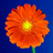 FloraFernweh
